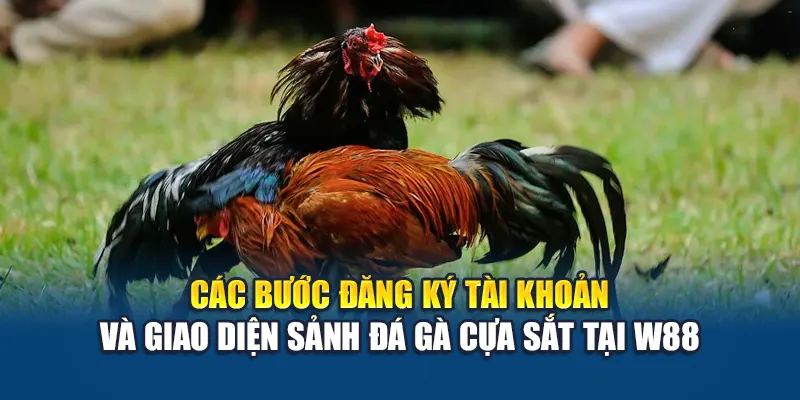 Các bước đăng ký tài khoản và giao diện sảnh đá gà cựa sắt tại W88