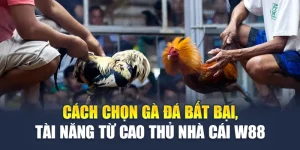 Cách Chọn Gà Đá Bất Bại, Tài Năng Từ Cao Thủ Nhà Cái W88