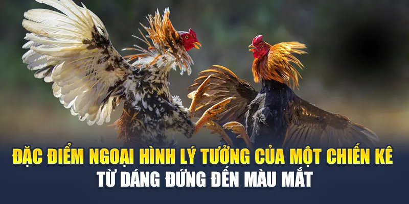 Cách Chọn Gà Đá Bất Bại, Tài Năng Từ Cao Thủ Nhà Cái W88 1 Đặc điểm ngoại hình lý tưởng của một chiến kê – từ dáng đứng đến màu mắt