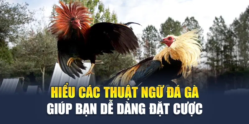 Hiểu các thuật ngữ đá gà giúp bạn dễ dàng đặt cược