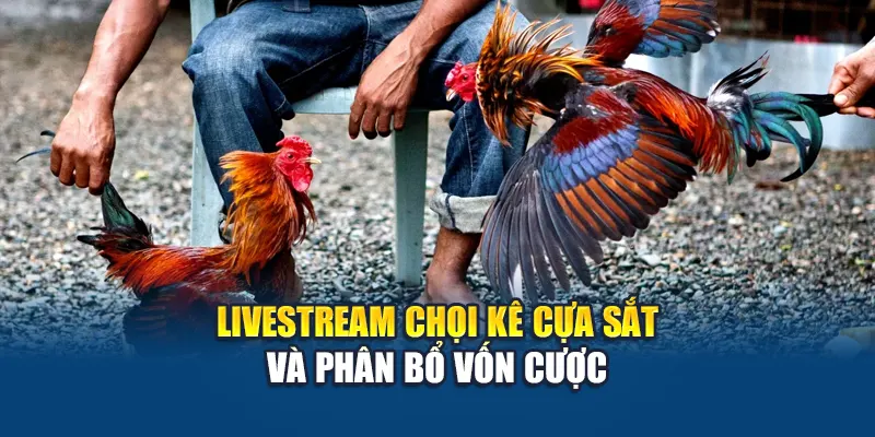 Livestream chọi kê cựa sắt và phân bổ vốn cược
