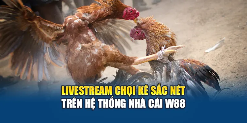 Livestream chọi kê sắc nét trên hệ thống nhà cái W88