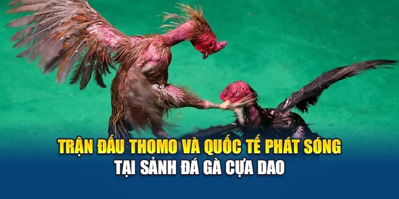 Trải Nghiệm Đá Gà Cựa Dao Đỉnh Cao Tại Nhà Cái W88 1 Trận đấu Thomo và quốc tế phát sóng tại sảnh đá gà cựa dao
